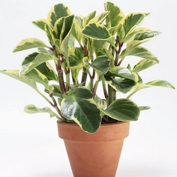   Peperomia obtusifolia (Variegata)