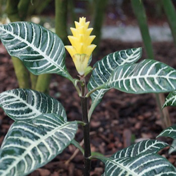   Aphelandra squarrosa