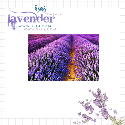  lavender