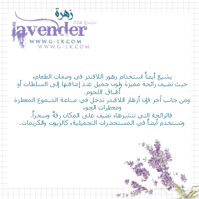  lavender