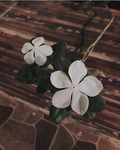   Catharanthus roseus