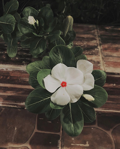   Catharanthus roseus