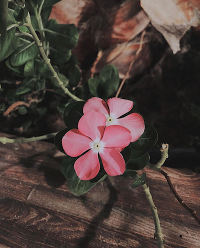   Catharanthus roseus