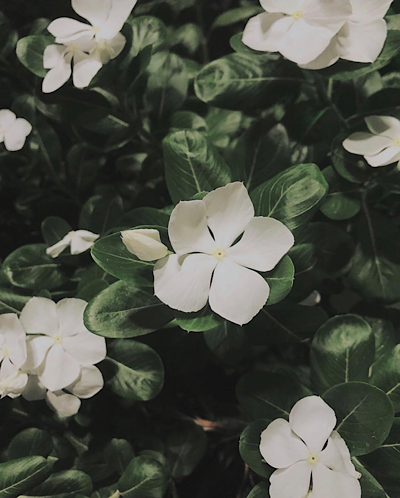   Catharanthus roseus