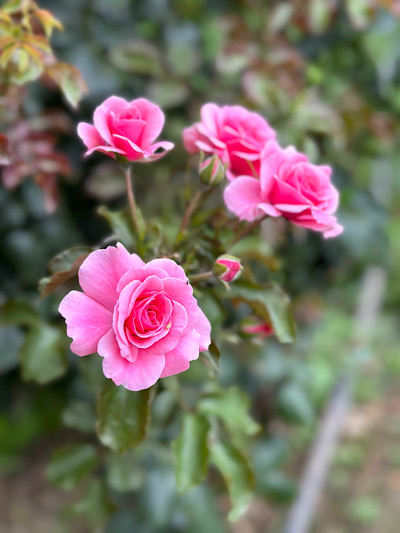   Rosa 'Bonica