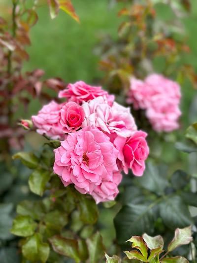   Rosa 'Bonica