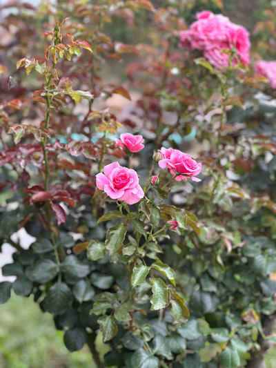   Rosa 'Bonica