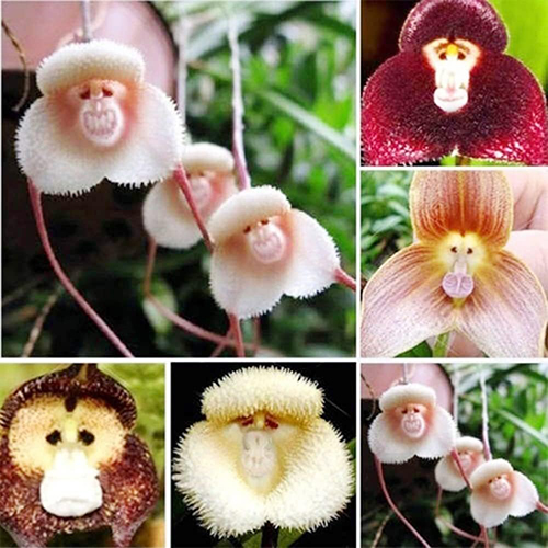    (Monkey Orchid)