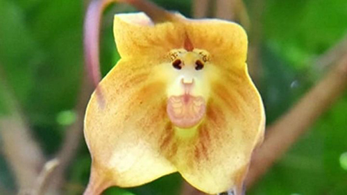    (Monkey Orchid)