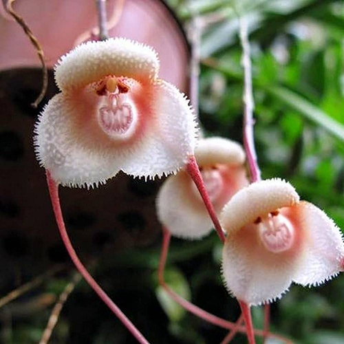    (Monkey Orchid)