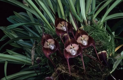    (Monkey Orchid)
