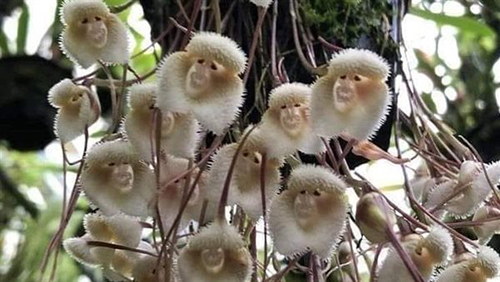    (Monkey Orchid)