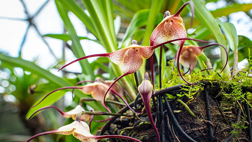    (Monkey Orchid)
