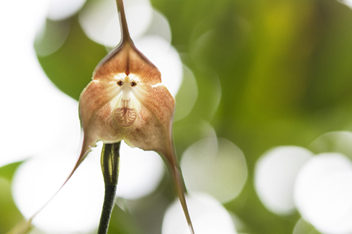    (Monkey Orchid)