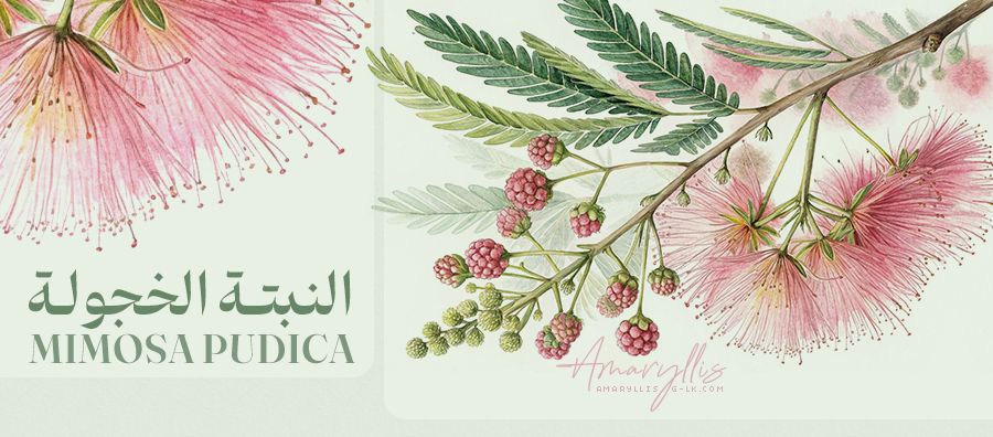   Mimosa Pudica