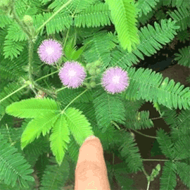   Mimosa Pudica