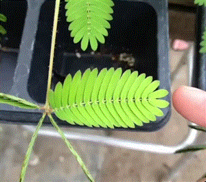   Mimosa Pudica
