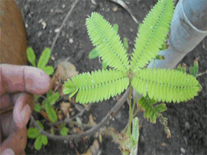   Mimosa Pudica