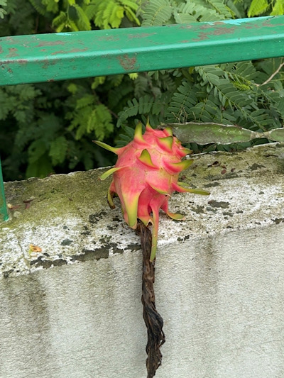  Pitaya