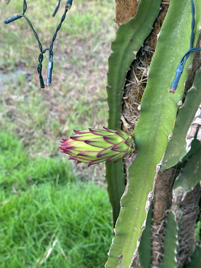   Pitaya