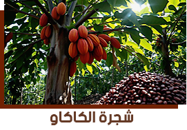 Theobroma cacao 