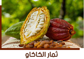 Theobroma cacao 