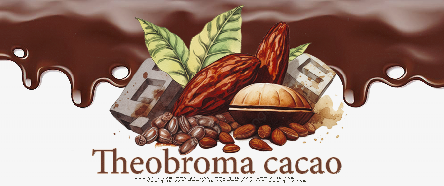 Theobroma cacao 