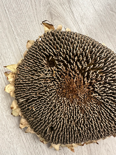 ���� �����