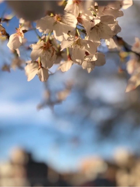 �����ʄ ������ �����