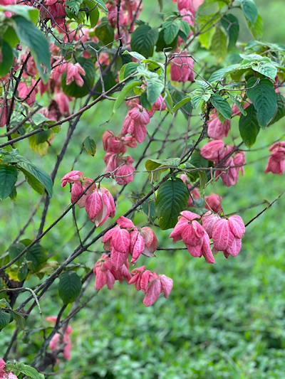 ���� ������ɡ Mussaenda philippica