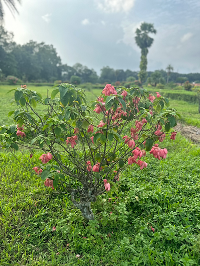 ���� ������ɡ Mussaenda philippica