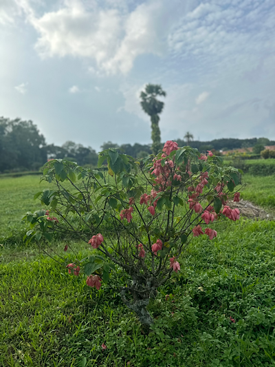 ���� ������ɡ Mussaenda philippica