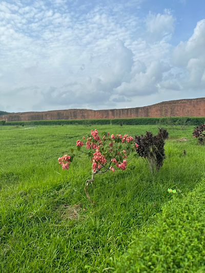 ���� ������ɡ Mussaenda philippica