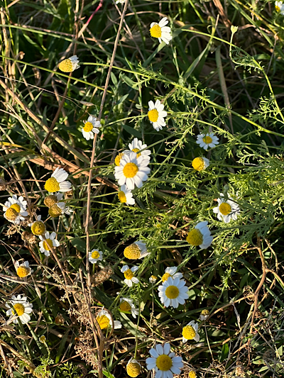 ���� �������� Matricaria chamomilla