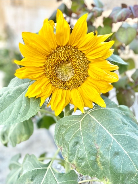 ����� ���� ���� ����� (Helianthus