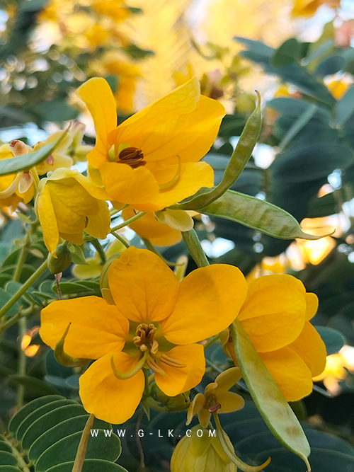 ���� ������ ����� ������� Cassia