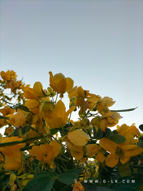 ���� ������ ����� ������� Cassia