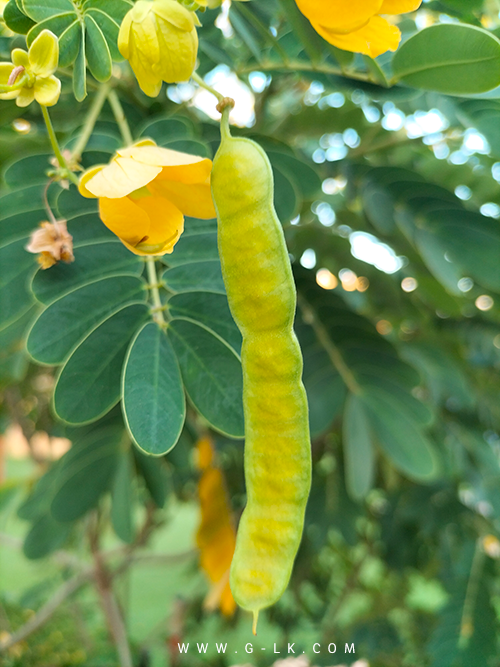 ���� ������ ����� ������� Cassia