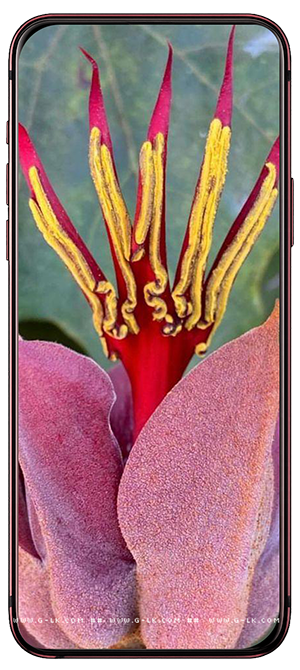 ���� �������, Chiranthodendron pentadactylon