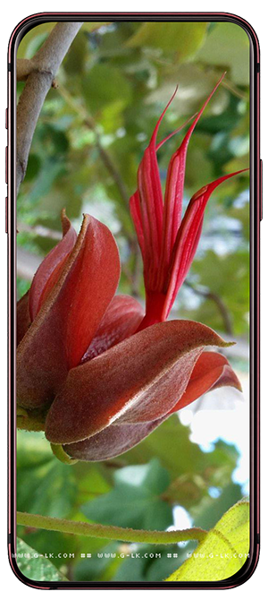 ���� �������, Chiranthodendron pentadactylon