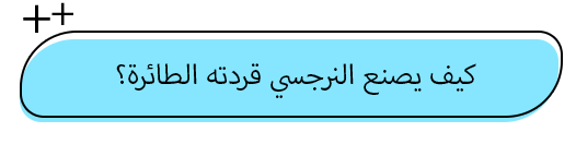 القِردة الطائرة