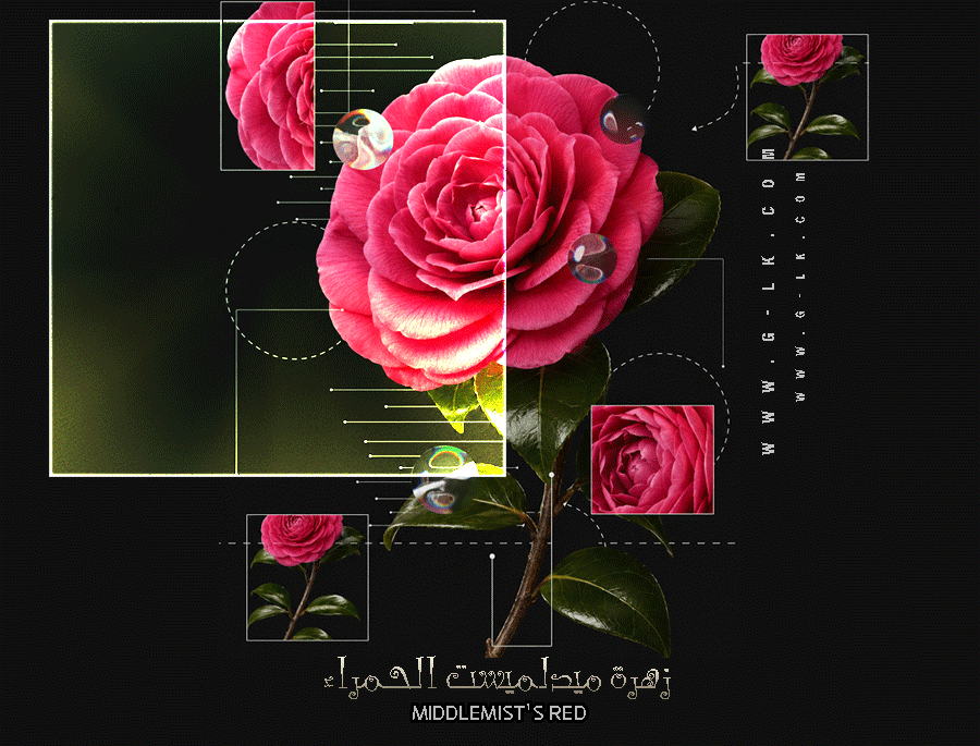 ���� �������� ������� (Middlemist's Red)