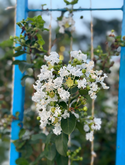������ ������������ (Lagerstroemia indica)