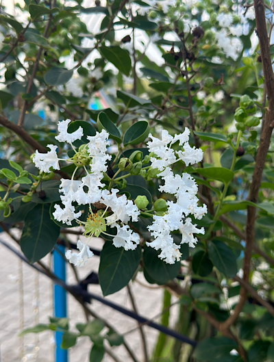 ������ ������������ (Lagerstroemia indica)