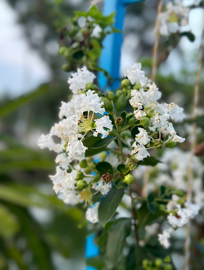������ ������������ (Lagerstroemia indica)