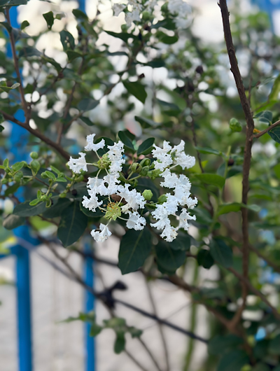 ������ ������������ (Lagerstroemia indica)
