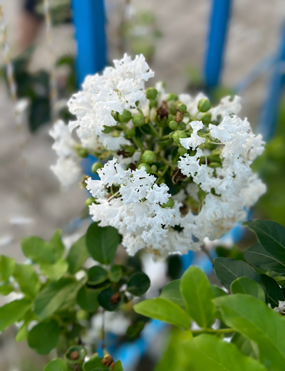 ������ ������������ (Lagerstroemia indica)